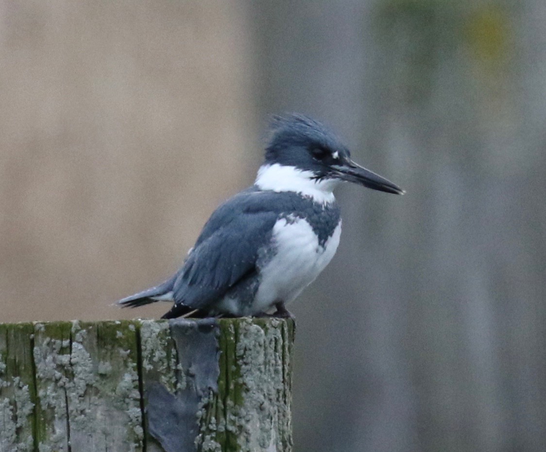 Belted Kingfisher - ML612805121