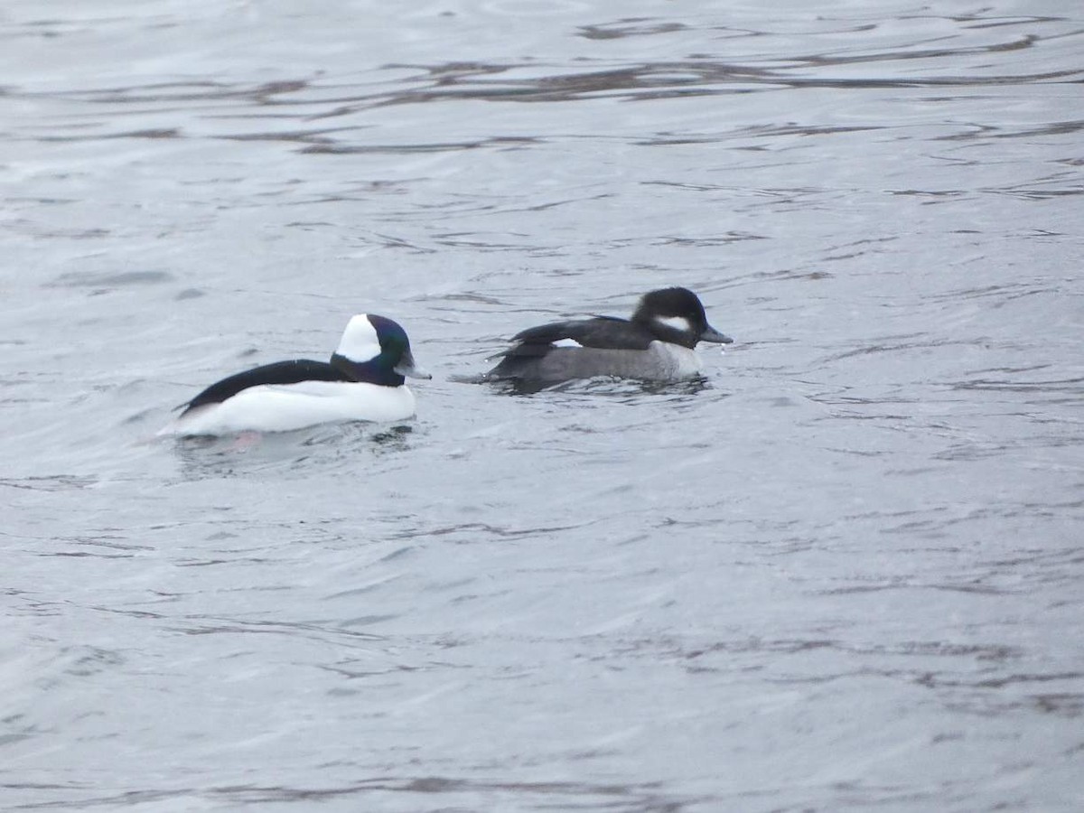 Bufflehead - Brian Hill