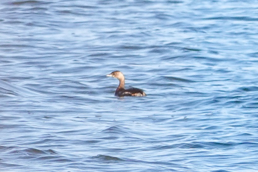 Pied-billed Grebe - Kaitlin Mahar