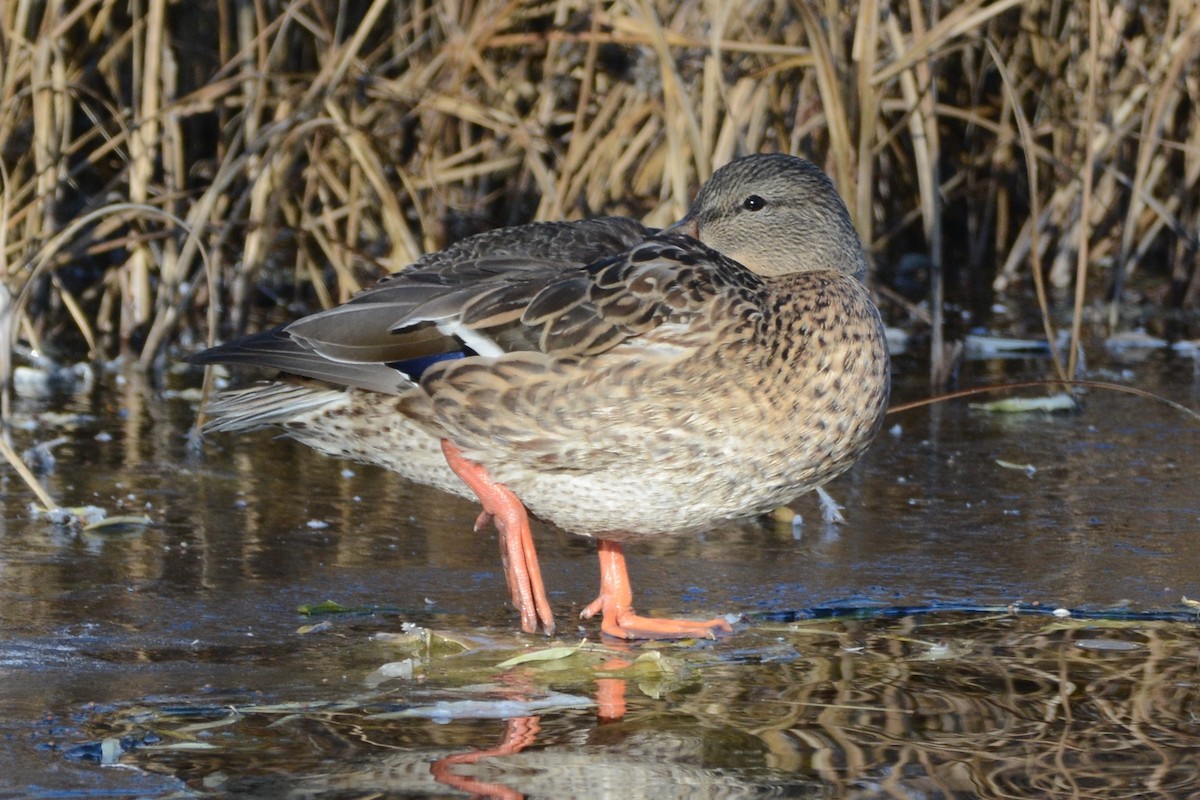 Mallard - Cathy Pasterczyk