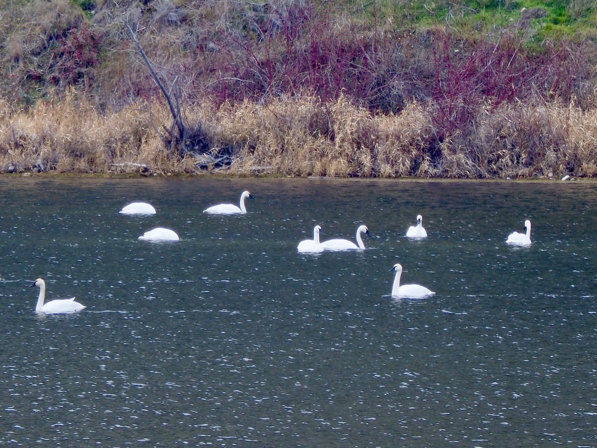 Trumpeter Swan - ML612805397