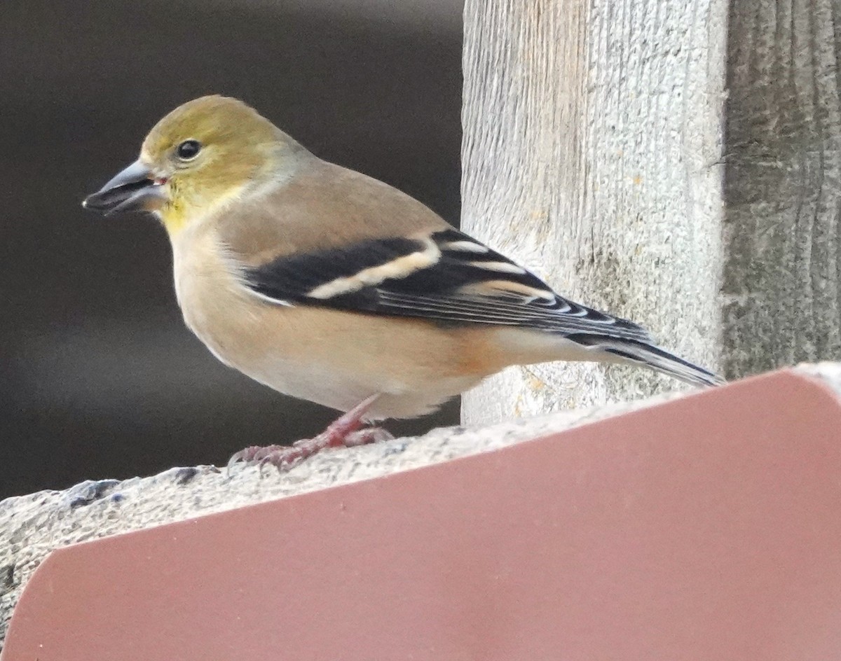 American Goldfinch - ML612805409