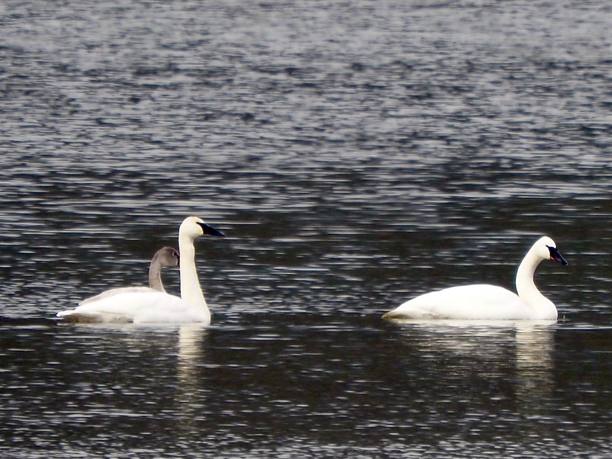 Trumpeter Swan - ML612805412