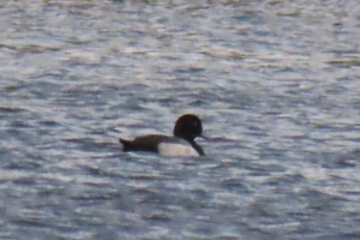 Greater Scaup - ML612805555