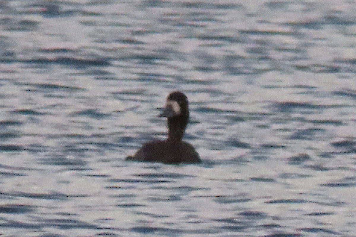 Greater Scaup - ML612805556