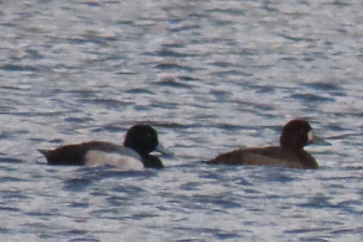 Greater Scaup - ML612805557