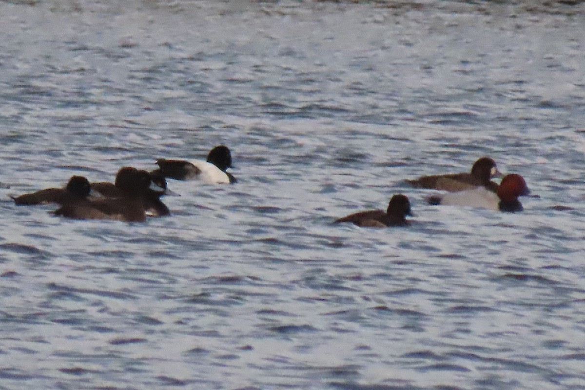 Greater Scaup - ML612805558