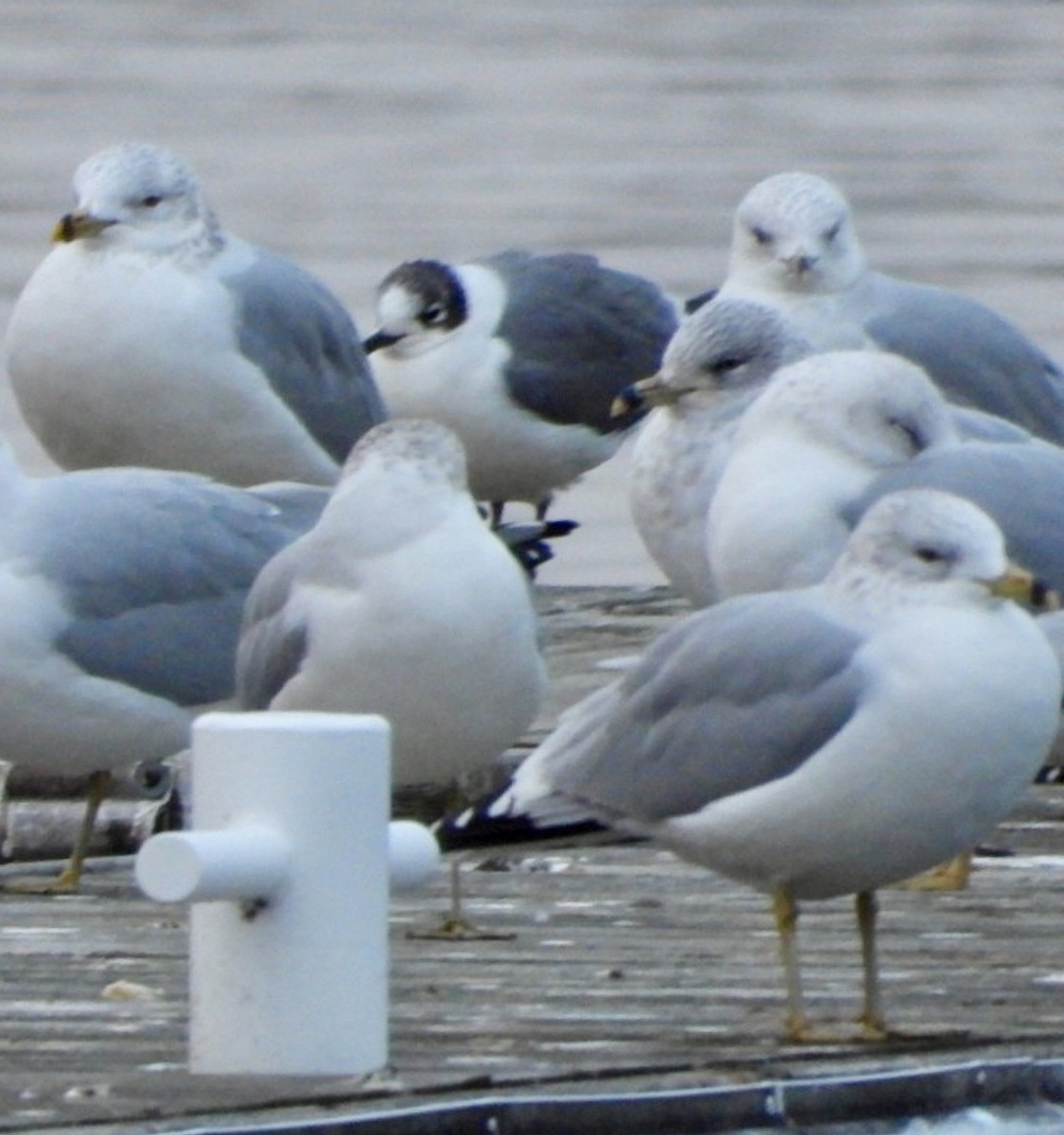 Franklin's Gull - ML612805588