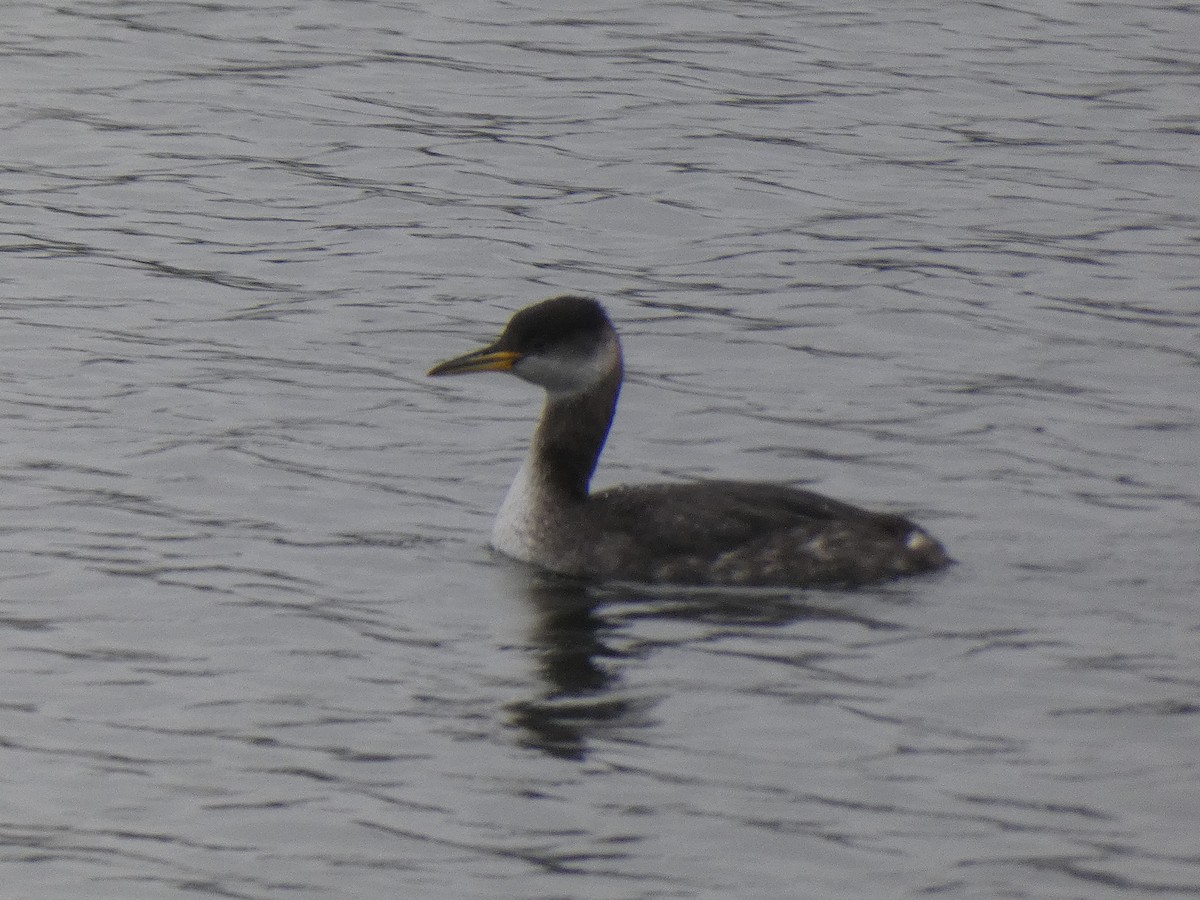 Red-necked Grebe - ML612805618