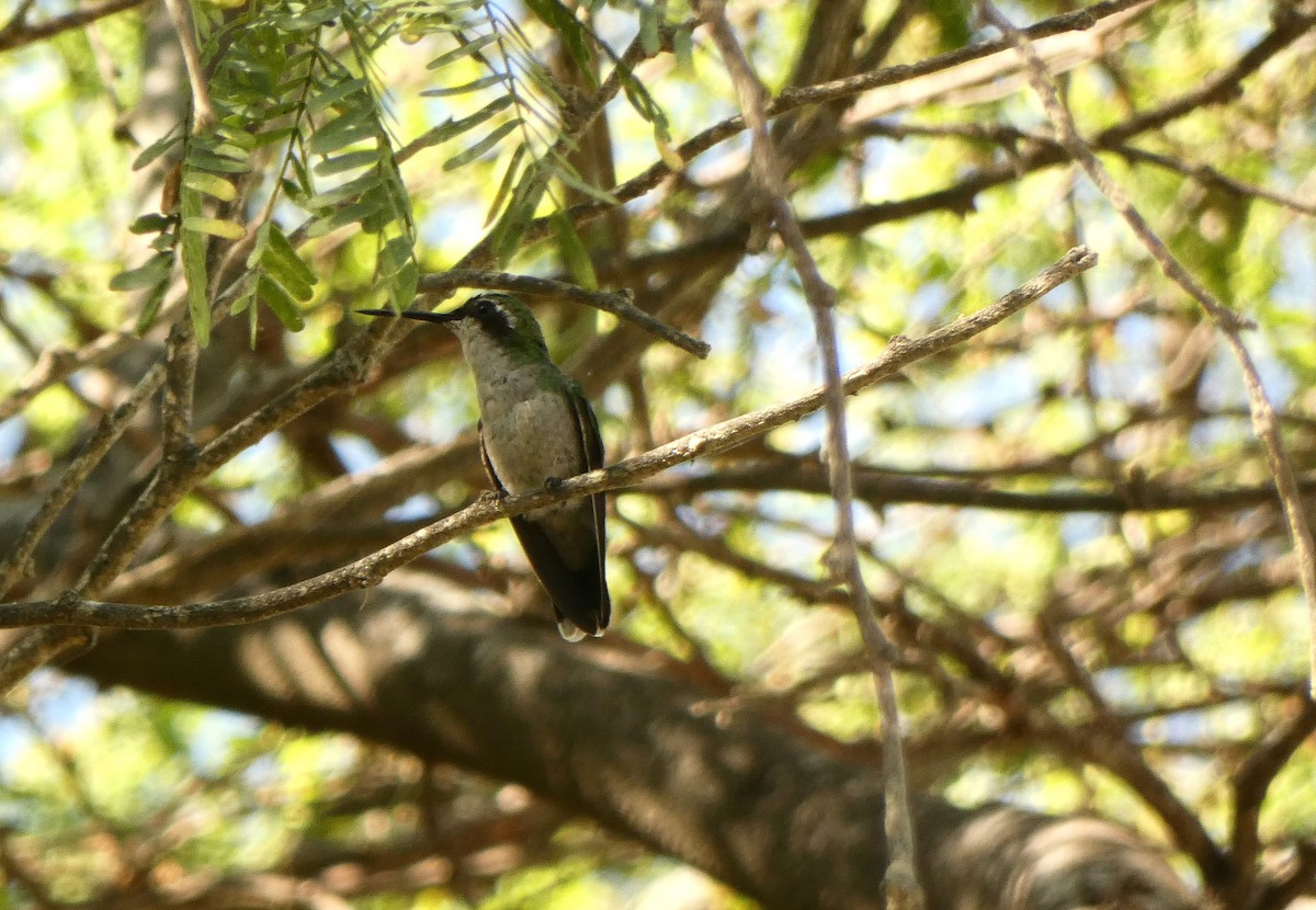 kolibřík modroocasý - ML612805622