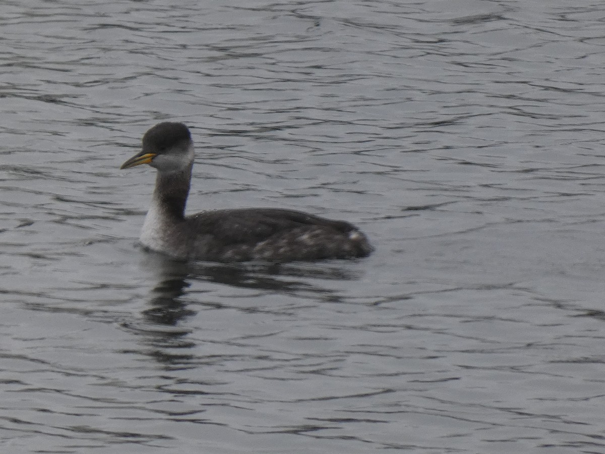 Red-necked Grebe - ML612805658