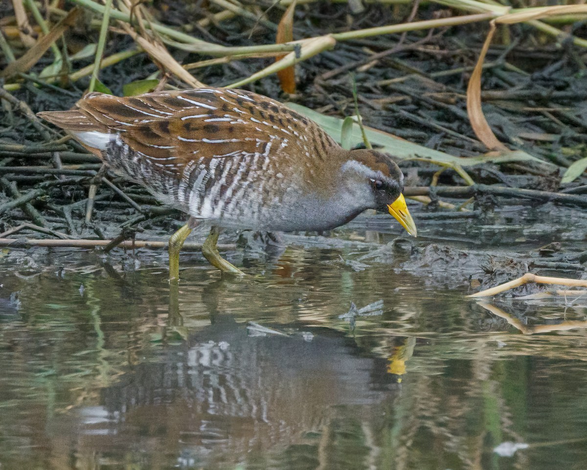 Polluela Sora - ML612805659