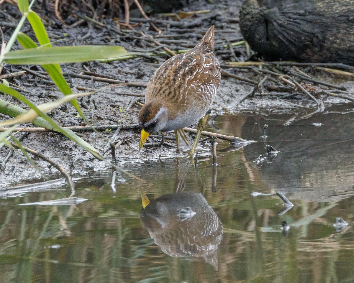 Polluela Sora - ML612805661