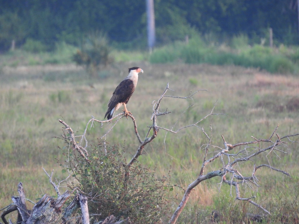 Caracara huppé - ML612805665