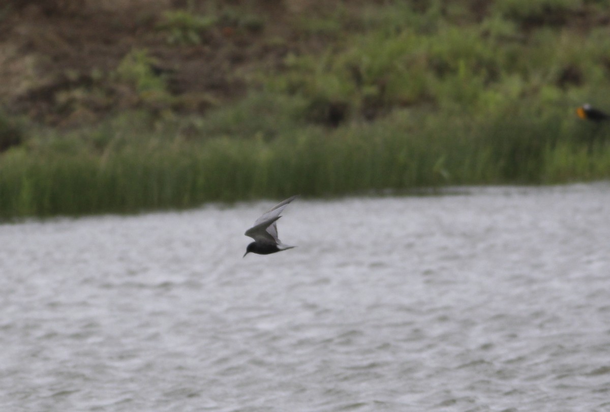 Black Tern - ML612805818