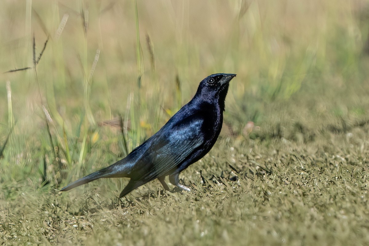 Shiny Cowbird - ML612805841