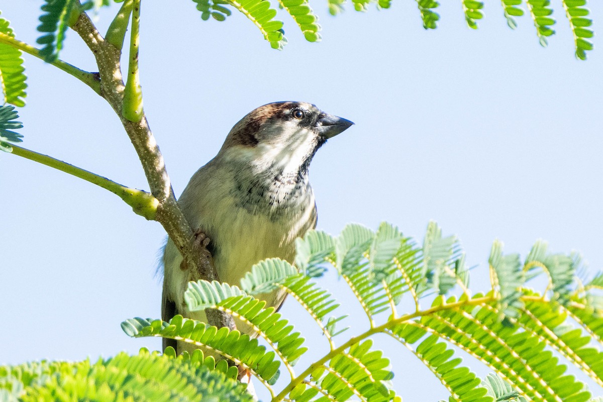 House Sparrow - ML612805883