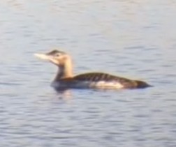 Yellow-billed Loon - Logan Bradley