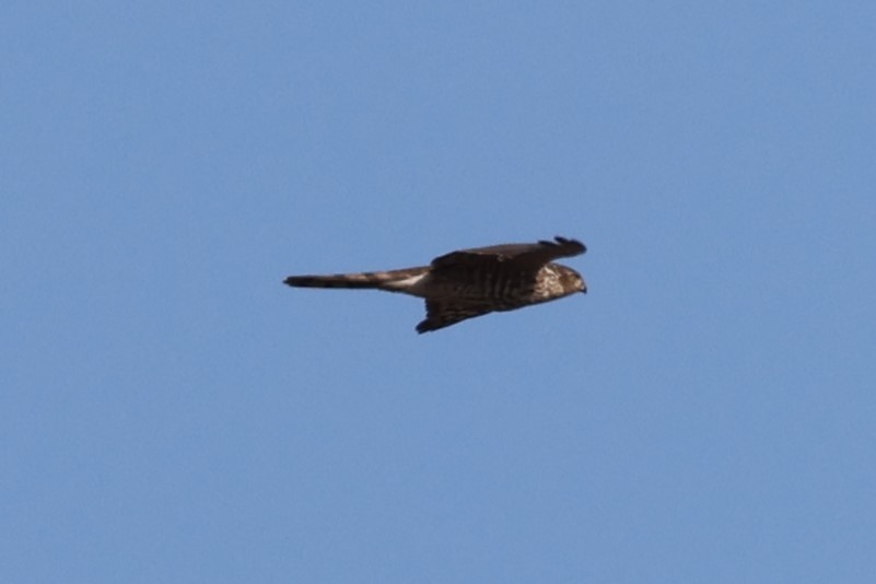 Sharp-shinned Hawk - ML612805893