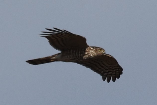 Sharp-shinned Hawk - Kathy Richardson