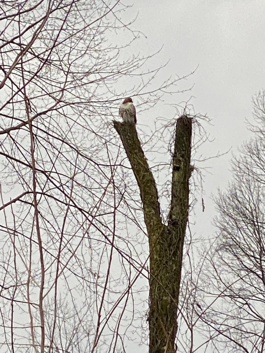 Red-tailed Hawk - Lois Frisbee