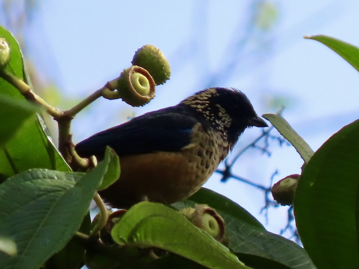 Spangle-cheeked Tanager - ML612805954