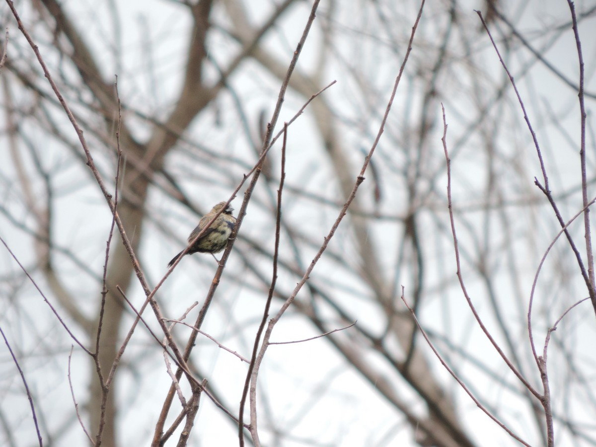 Blue-black Grassquit - ML612806006