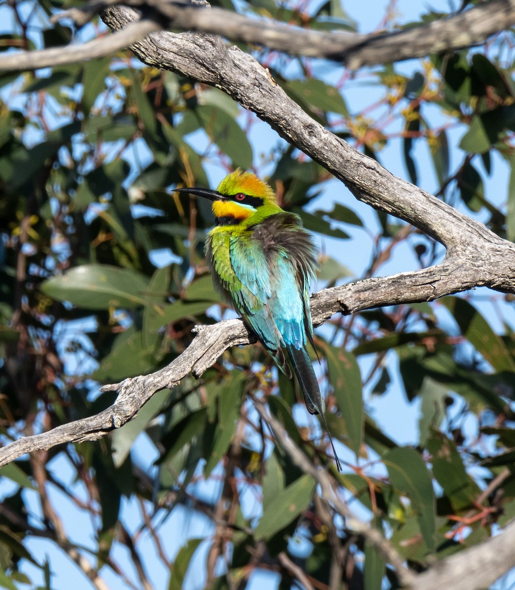 Rainbow Bee-eater - ML612806036