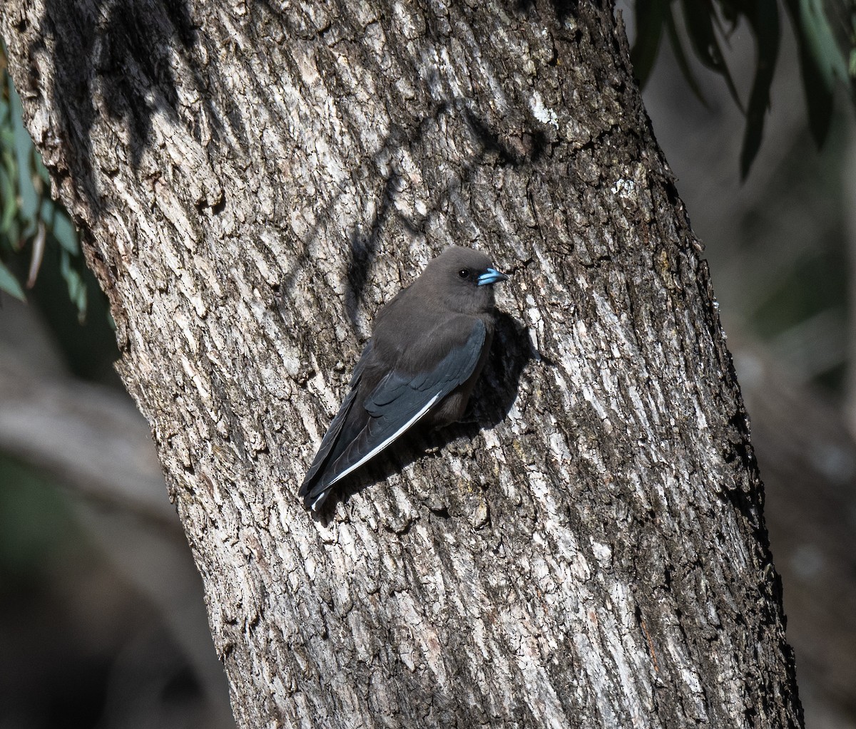 Dusky Woodswallow - Koren Mitchell