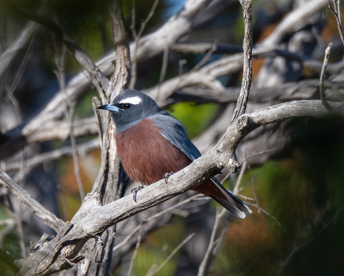 White-browed Woodswallow - ML612806063