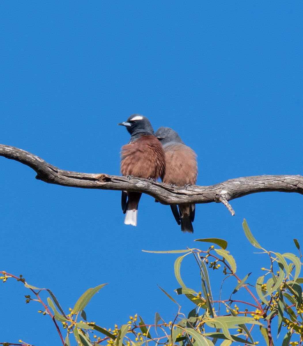 White-browed Woodswallow - ML612806064