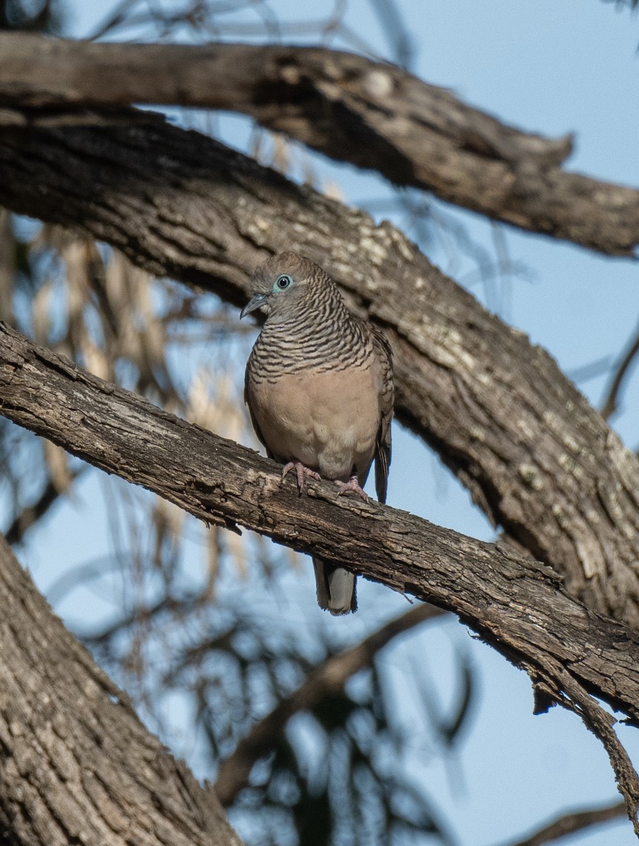 Peaceful Dove - ML612806073