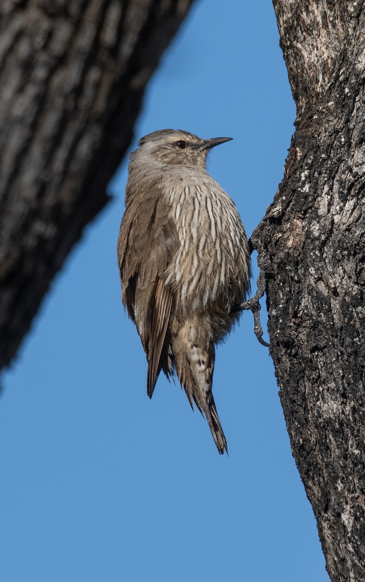 Brown Treecreeper - Koren Mitchell