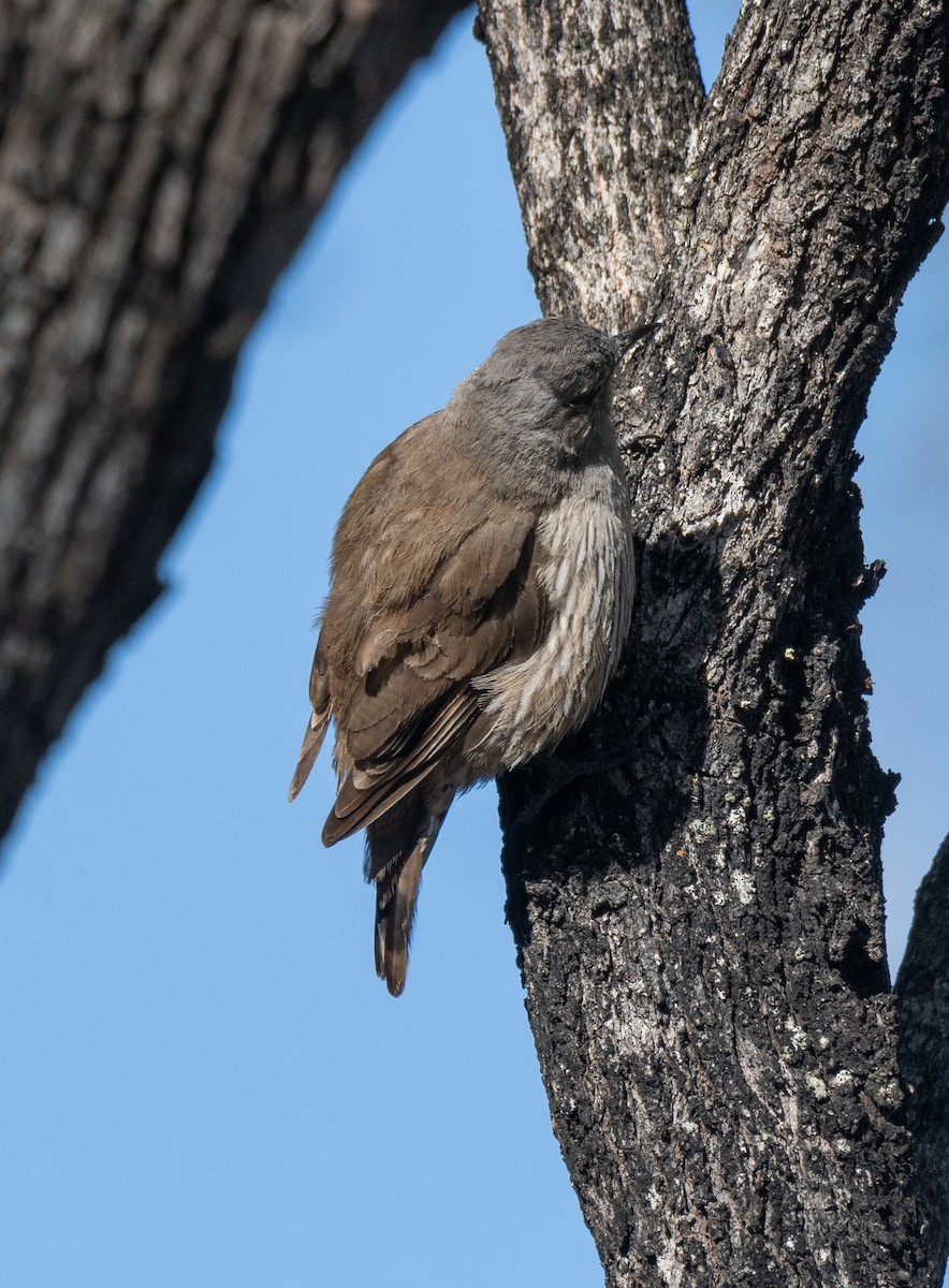 Brown Treecreeper - ML612806084