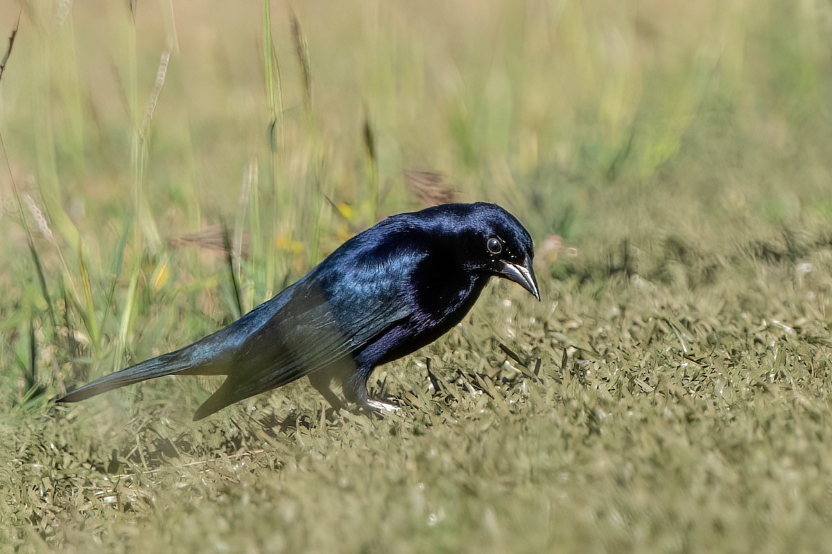 Shiny Cowbird - ML612806140