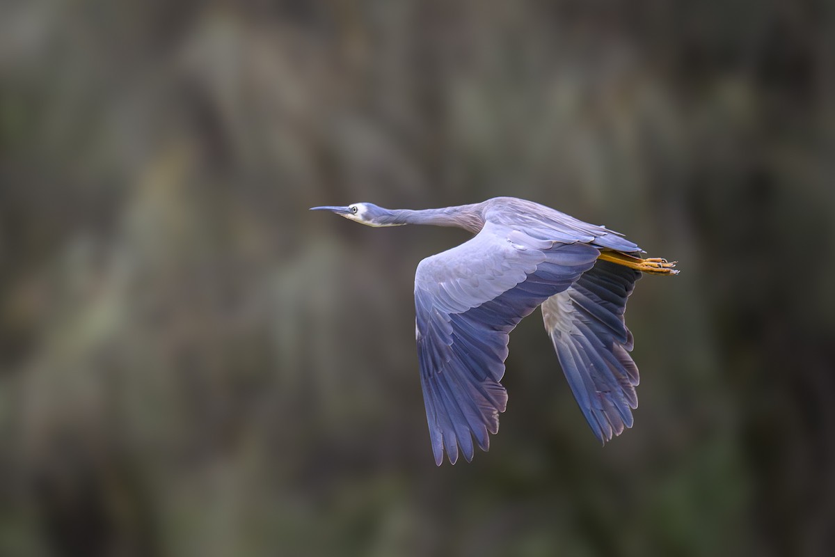 White-faced Heron - ML612806198