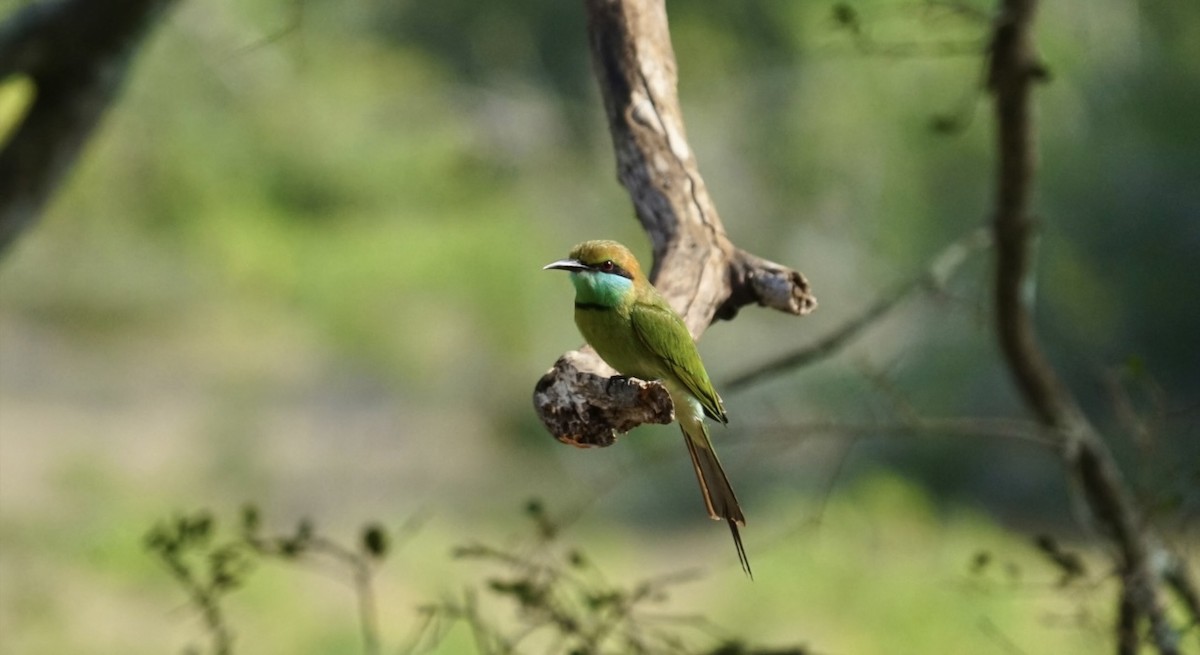 Asian Green Bee-eater - ML612806222
