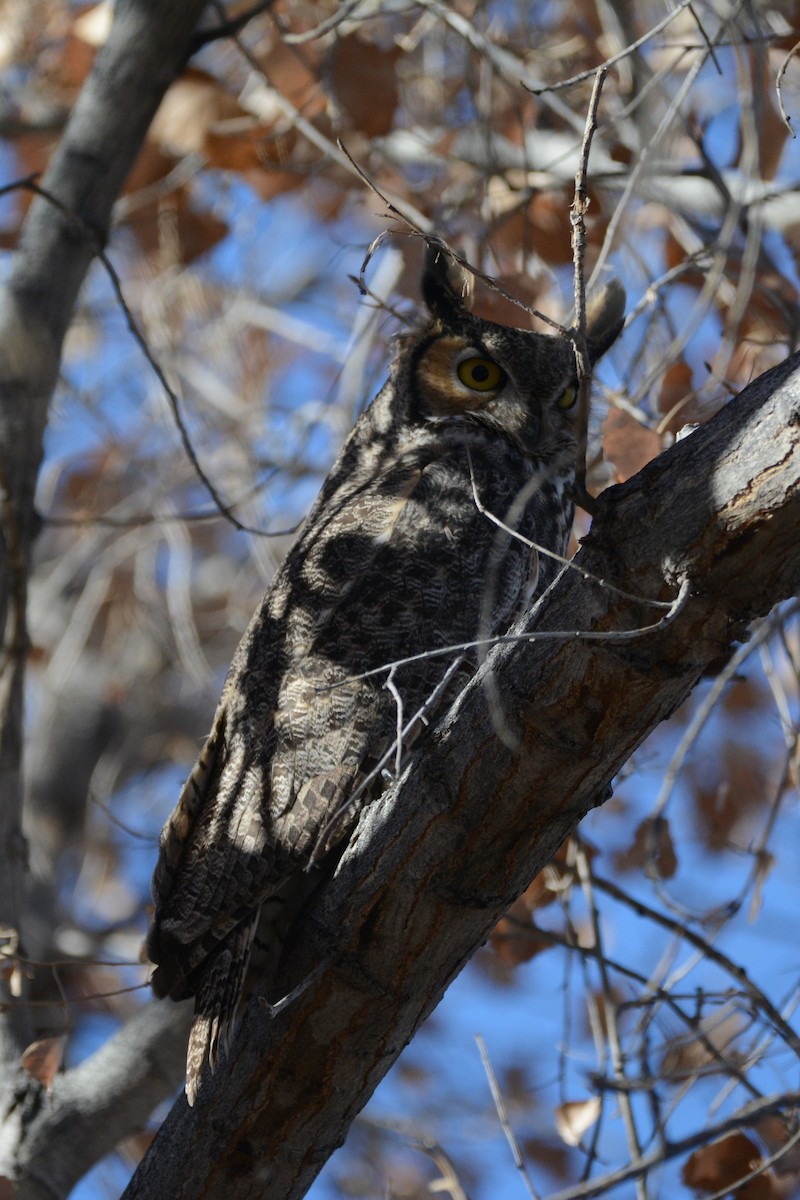 Great Horned Owl - Cathy Pasterczyk