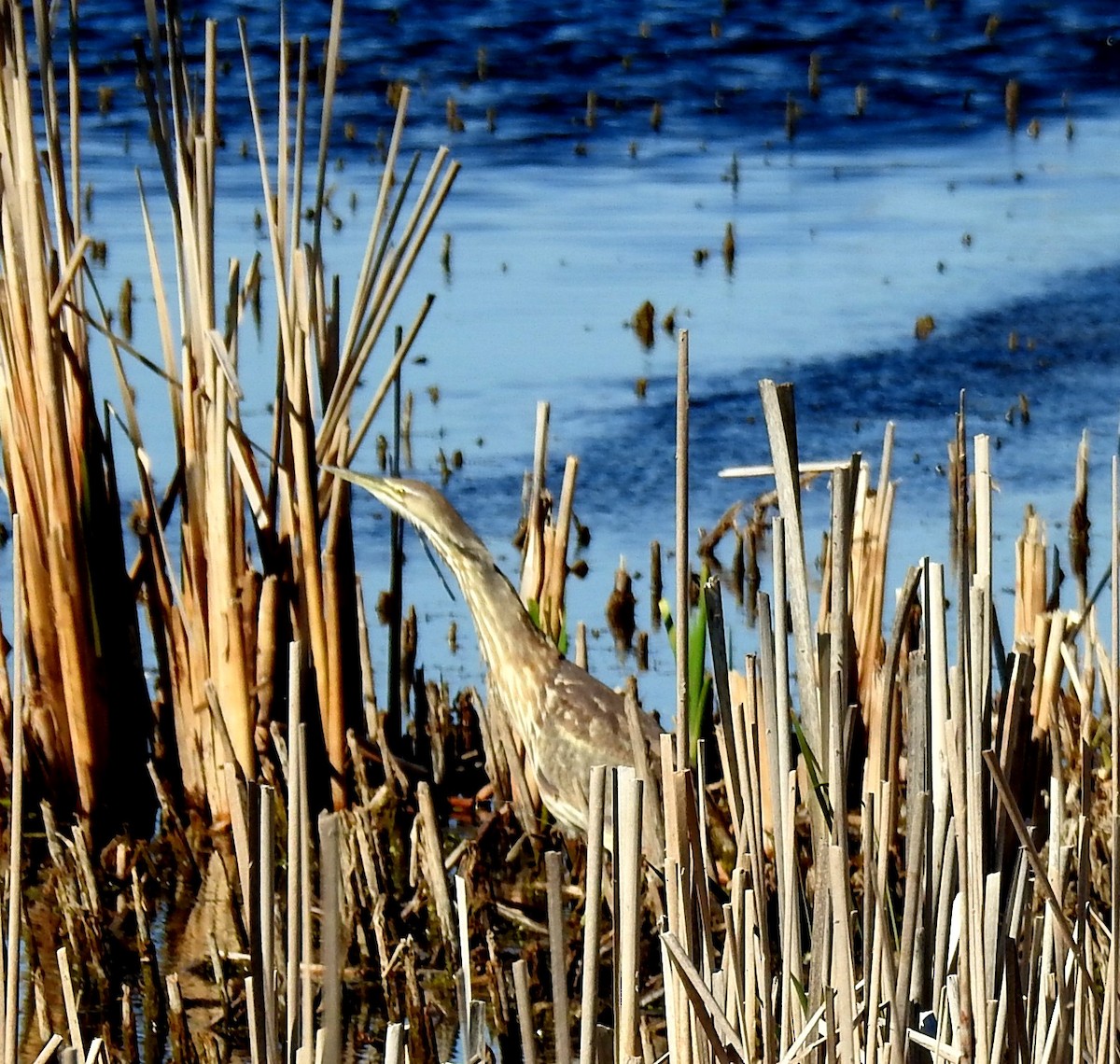 American Bittern - ML612806239