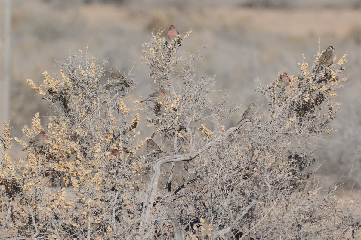 White-crowned Sparrow - ML612806255