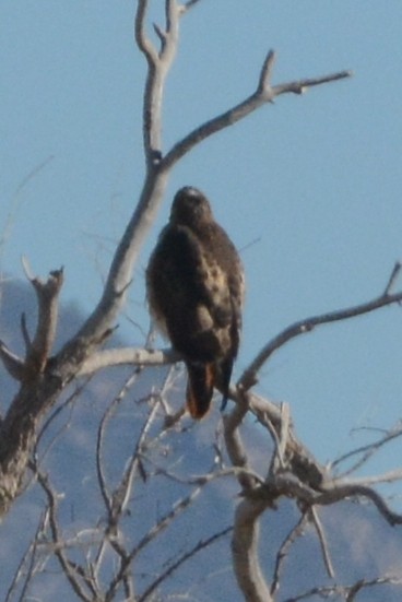 Red-tailed Hawk - Cathy Pasterczyk