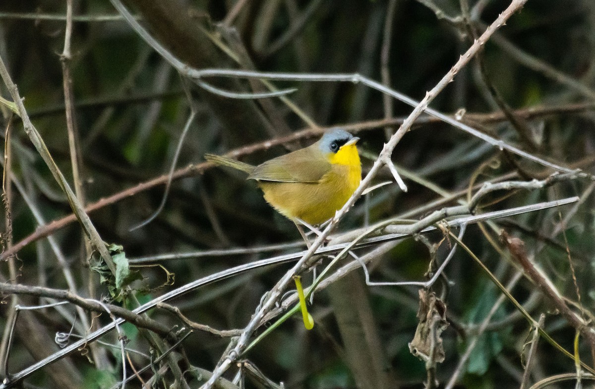 Gray-crowned Yellowthroat - ML612806326