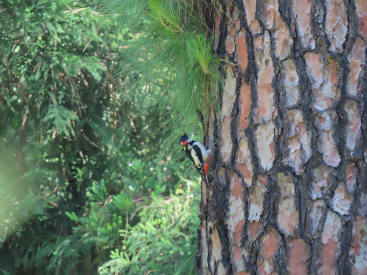 Great Spotted Woodpecker - ML612806352