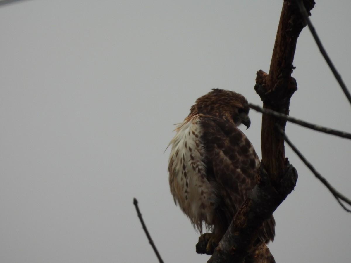 Red-tailed Hawk - ML612806451
