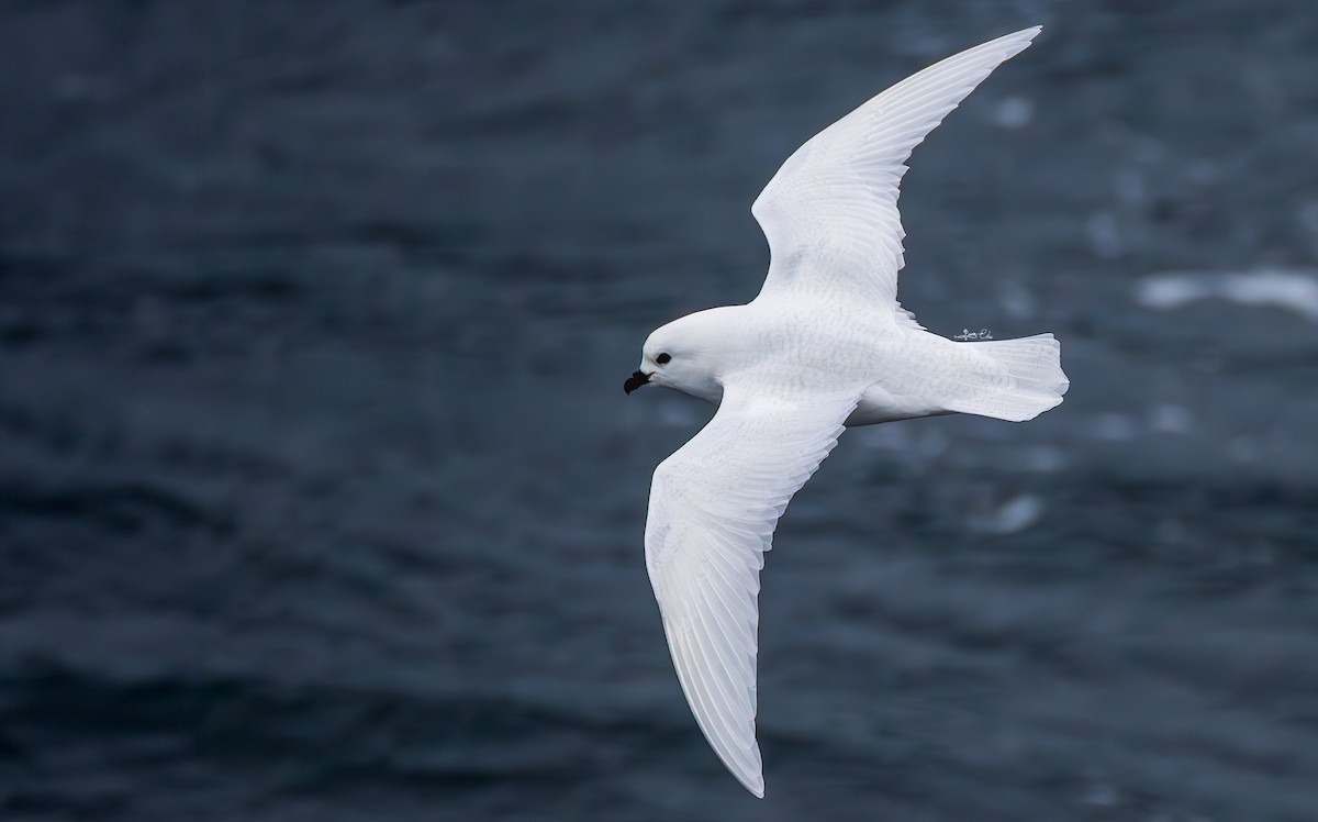 Snow Petrel - ML612806498