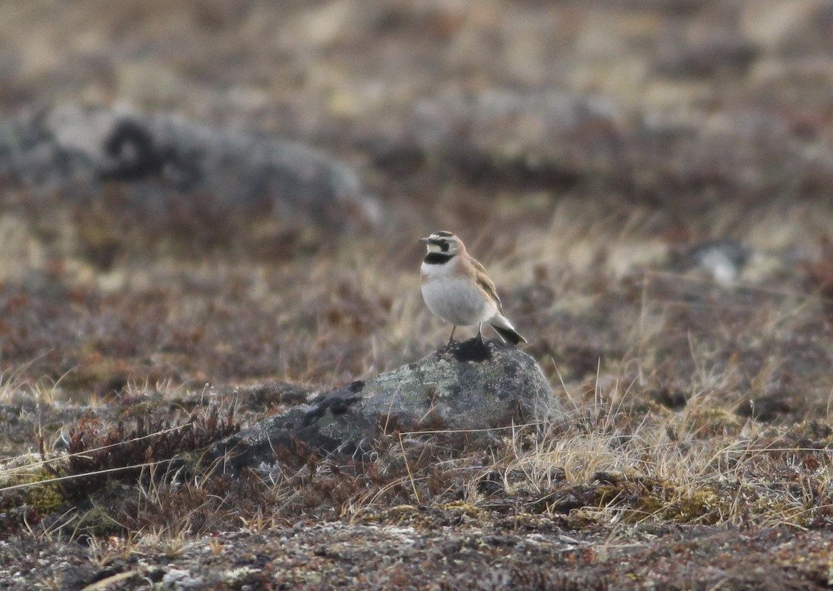 Horned Lark - ML612806645