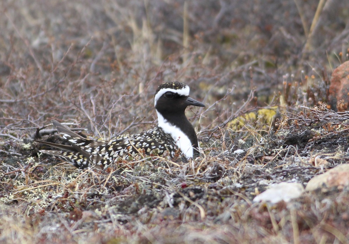 American Golden-Plover - Thomas Plath