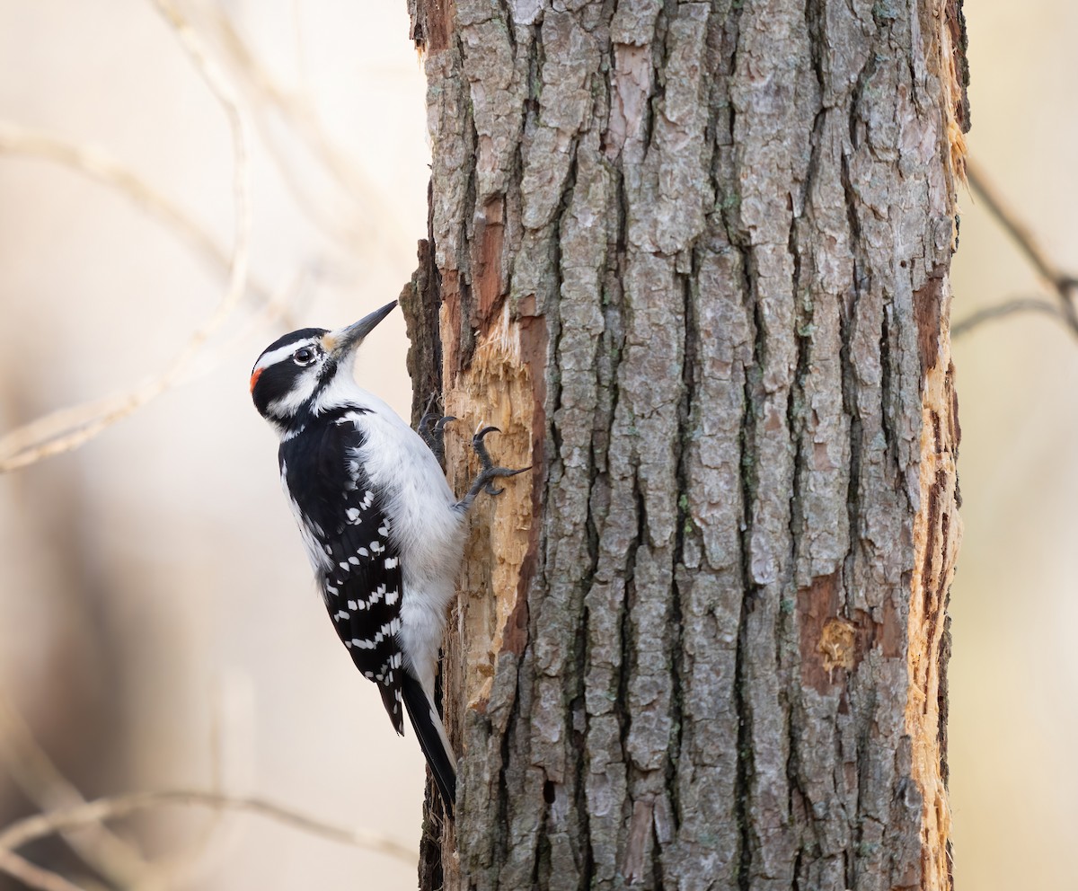 Hairy Woodpecker - Erica Heusser