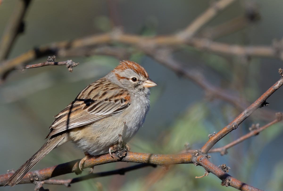 Rufous-winged Sparrow - Matt Watson