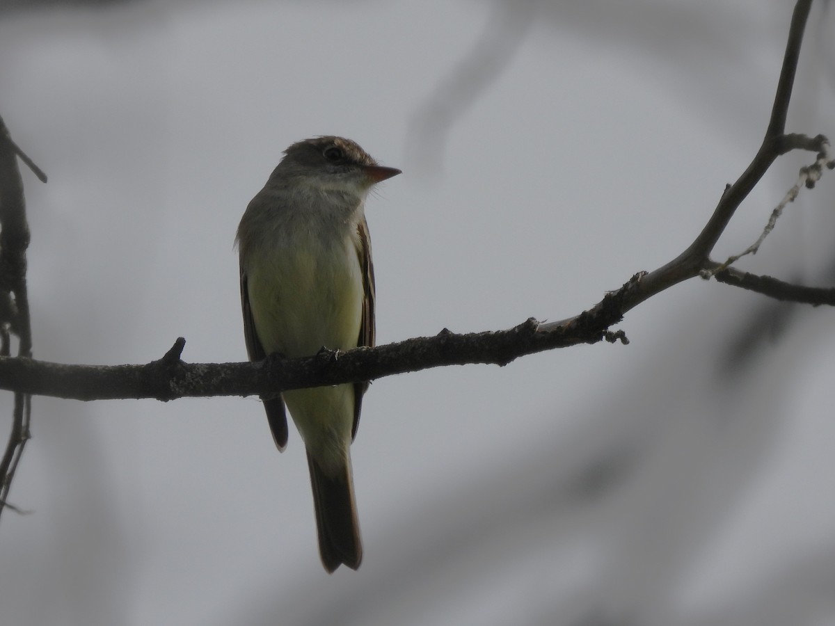 Alder Flycatcher - Markus Legzdins